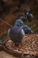 Urban Wildlife: Common Pigeon Detail on City Street Cover