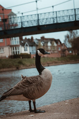 Canada Goose by the River