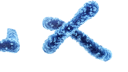 Detailed human chromosome DNA molecular structure isolated on white background for scientific research and education