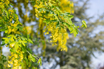 Close up of common laburnum (laburnum anagyroides) flowers in bloom