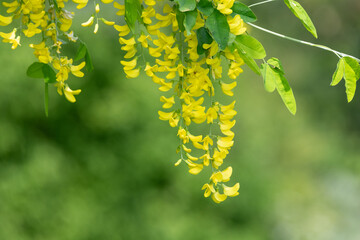 Close up of common laburnum (laburnum anagyroides) flowers in bloom