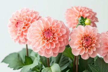 Fototapeta premium Blooming pink dahlia flower isolated on white background, close-up