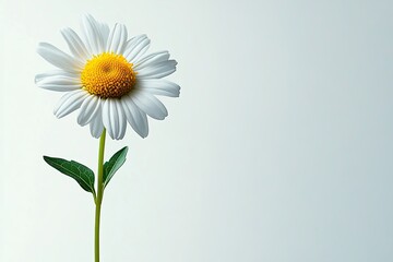 Chamomile isolated on white background