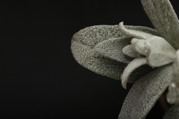 Tropical rainforest foliage plants bushes (ferns, palm, philodendrons and tropic plants leaves) in tropical garden on black background, green variegated leaves pattern nature frame forest background.