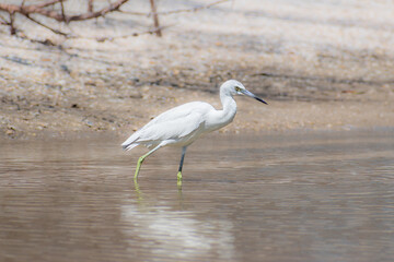 Juvenile little blue heron (Egretta caerulea) wading through water along a Florida beach against a natural blurry background of sand and mangrove roots