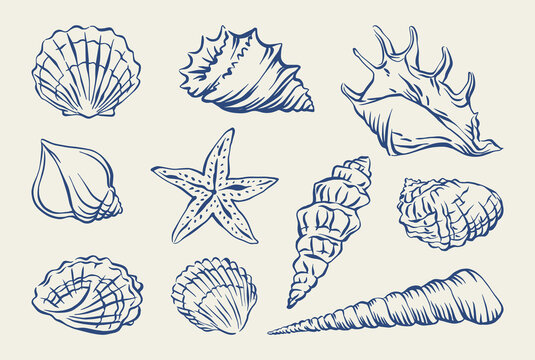 Seashell hand drawn in ink set. Vector illustration of marine shells. Summer vacation doodle shells for card, poster, menu, banner. Tropical nautical beach shell collection for summer design.