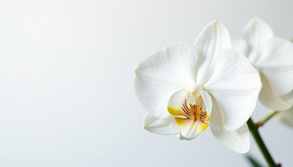 Delicate white orchid blossom on pure white backdrop, minimal, flower, pure