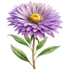 Obraz premium Watercolor Aster Flower Element White Background