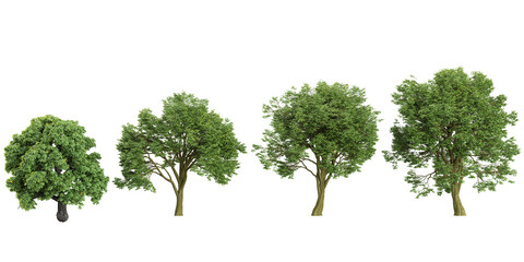 Collection of Ash,Cottonwood trees on transparent background