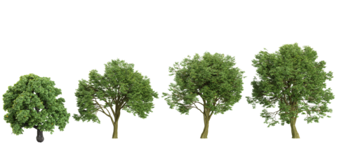 Collection of Ash,Cottonwood trees on transparent background
