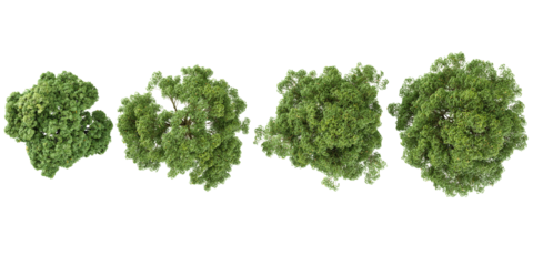 Collection of Ash,Cottonwood trees on transparent background from the top view