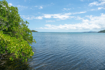 Mangrove forest near nature reserve of Caravelle peninsula on Martinique