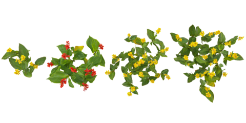 Collection of Canna glauca,Indian shot trees on transparent background from the top view