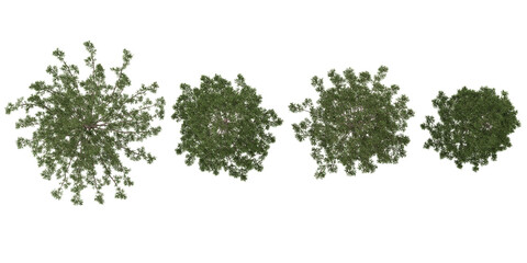 Collection of Pine trees on transparent background from the top view