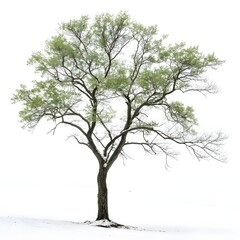 Obraz premium tree in winter