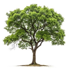 tree isolated on white background