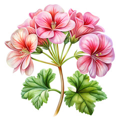 Obraz premium Geranium Petals on White Background Watercolor Art