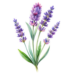 Fototapeta premium Lavender Bloom in Watercolor on White Background