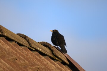 Common blackbird sitting on a rooftop.