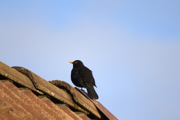 Common blackbird sitting on a rooftop.
