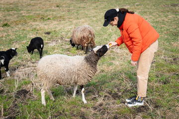 A young woman in an orange jacket feeds treats to a fluffy sheep in a grassy field, other sheep and...