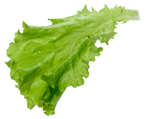 Green lettuce leaf with ruffled edges, isolated background