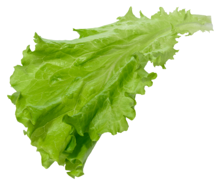 Green lettuce leaf with ruffled edges, isolated background