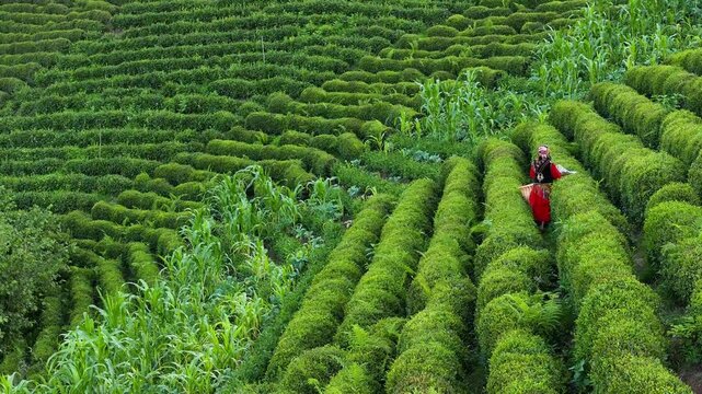Woman Picking Tea in the Tea Garden Drone Video, Tirebolu Giresun, Turkiye (Turkey)