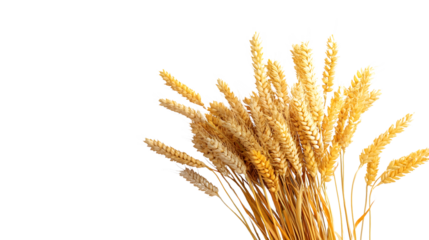 Bouquet of Wheat Crops for Happy Shavuot Celebration Isolated on White Background