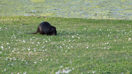 Nutria auf einer Wiese mit kleinen weißen Blumen