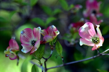 Blühender Blüten-Hartriegel-Zweig im Frühling