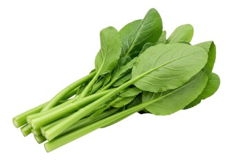 Close up of fresh bok choy vegetable bundle with green leaves stems isolated on white background