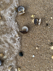 Open Scallop Shells, Little Peconic Bay