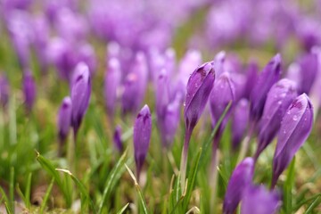 Many beautiful flowers with dew drops growing outdoors, closeup