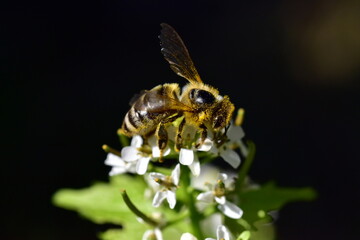 Biene auf einer Weißen Taubnessel