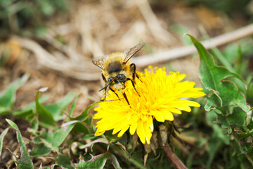 Bee collecting pollen from dandelion flower outdoors, closeup