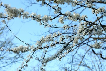 Spring blossoming trees with white flowers in the garden. Spring background