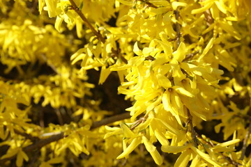 Forsythia bush, close up view