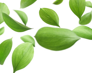 Many fresh green leaves flying on white background