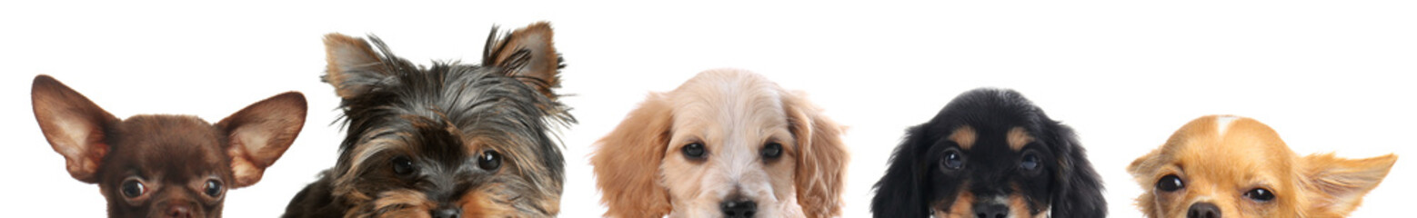 Adorable dogs peeking out against white background