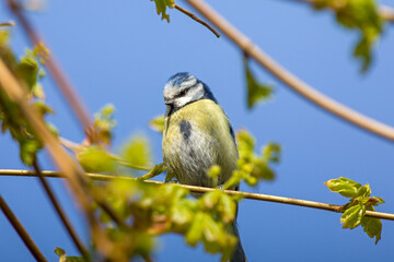 close up view of a blue tit on branch in sunlight with blue background	