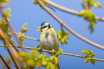 close up view of a blue tit on branch in sunlight with blue background	