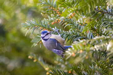 a close up view of a blue tit hanging on a yew tree looking for food