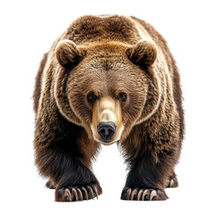 Obraz premium Grizzly bear encounter in the wilderness wildlife photography nature