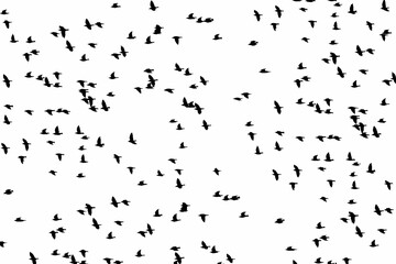 Flock of birds on white background