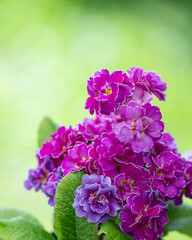 Close up of Primula Pollyanna Pink and Mauve Variations  © Anna Hoychuk