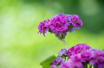 Close up of Primula Pollyanna Pink and Mauve Variations 