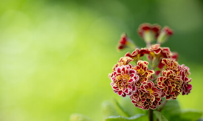 Close up of Primula Pollyanna Persian Wave Flowers © Anna Hoychuk