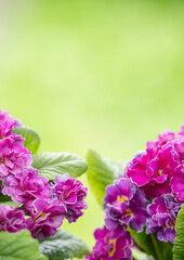 Obraz premium Close up of Primula Pollyanna Pink and Mauve Variations 