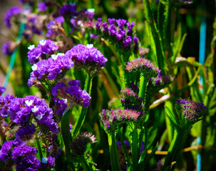 Sea lavender in Northern Blossoms Atok Benguet.
